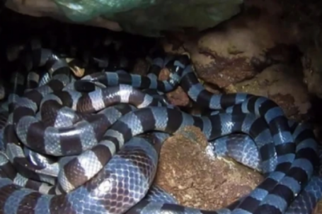 Sự thật về ‘ổ rắn độc nhất thế giới’ bất ngờ xuất hiện ở đảo Phú Quý
