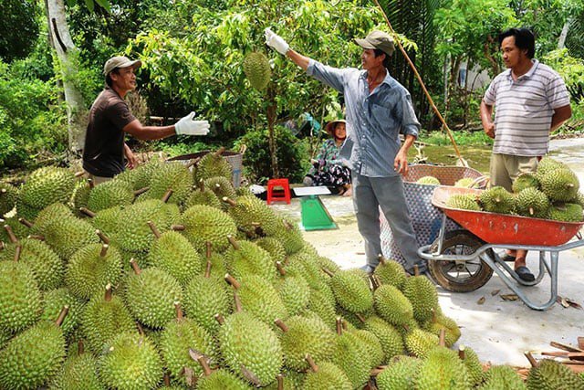 Người trồng sầu riêng cả nước hiện rất quan tâm đến nguyên nhân sầu riêng nhiễm Cadimi.