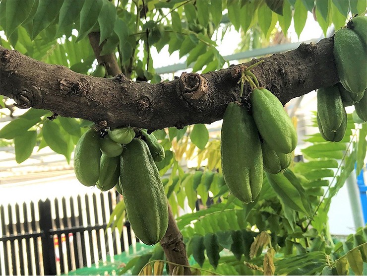 Quả khế tàu, còn gọi là Averrhoa bilimbi, có nguồn gốc từ Molluccas, Indonesia.
