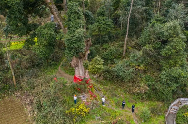 Phải mất hàng chục năm, thậm chí hàng trăm năm, những sợi chỉ vàng bên trong mới dần hình thành.
