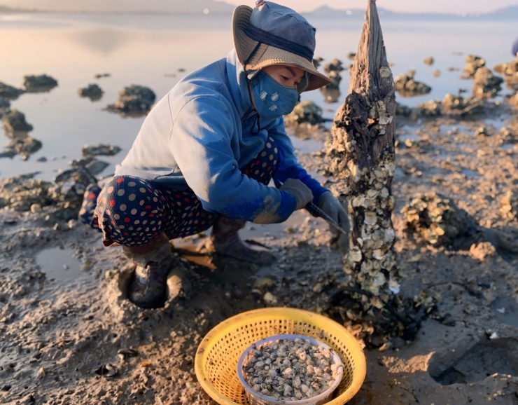 Bà Mai Thị Đào (xã Phương Hải) chia sẻ: “Làm nghề này sẽ không cố định ngày giờ, chỉ khi nước cạn mới có thể làm, nước lớn thì phải ở nhà. Trong tháng 4 nước sẽ cạn vào đêm khuya".