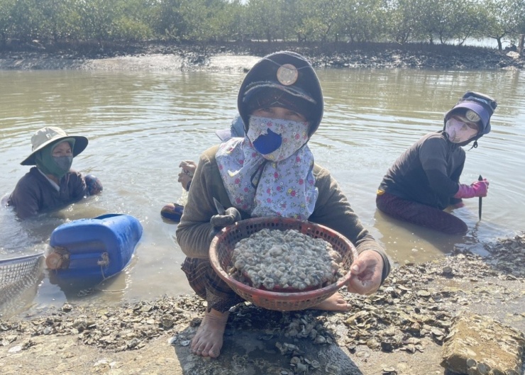 Dù công việc cực khổ, nhưng giá hàu rất rẻ, chỉ khoảng 70.000 đồng/kg hàu sữa tự nhiên. "Làm ngày nào thì đủ tiền ăn ngày đó", bà Đào cười nói.