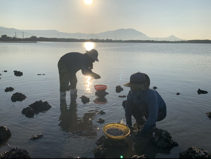 Cực khổ nghề cạy hàu ở Ninh Thuận - 6