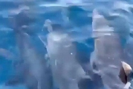 Hơn 100 con cá heo bất ngờ xuất hiện gần danh thắng Mũi Điện