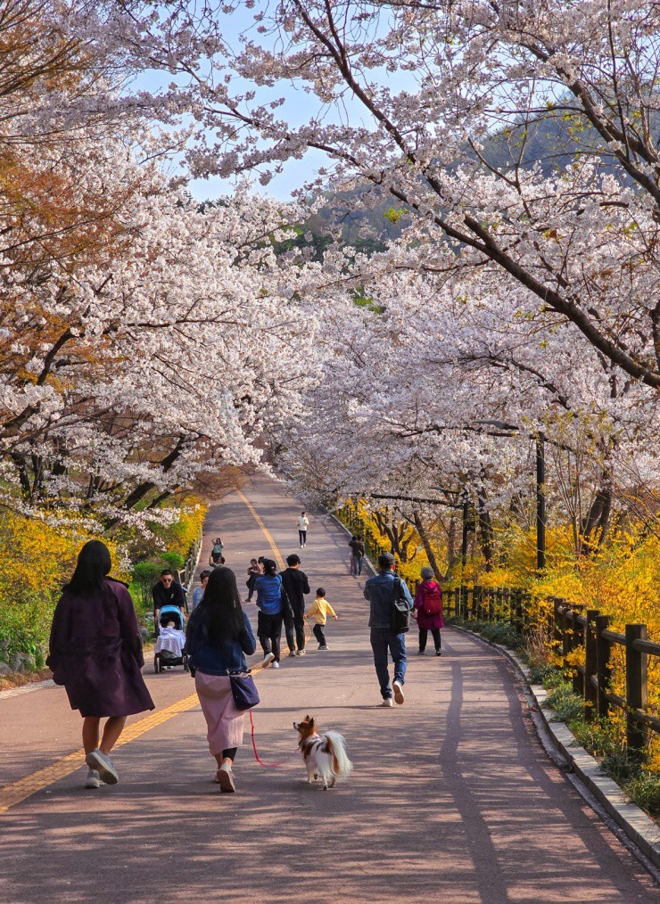 'Ngất ngây' với hoa anh đào nở muộn ở Seoul