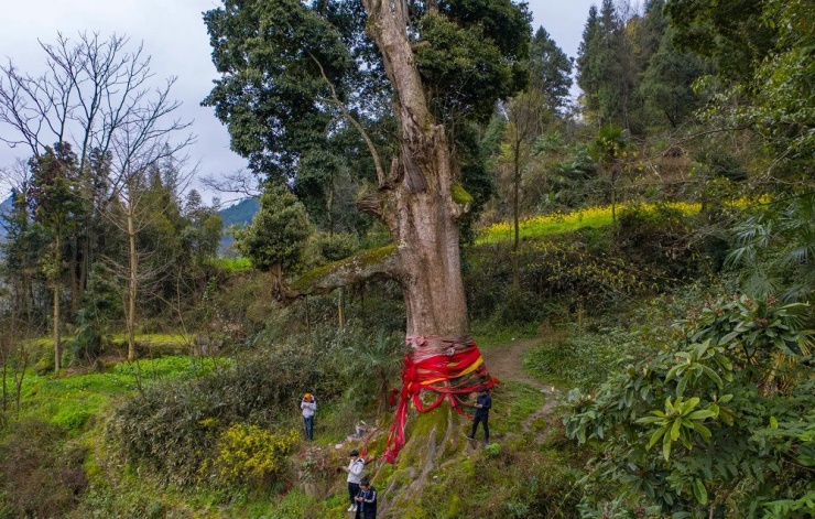 Nanmu vàng không chỉ đẹp mà còn hiếm.