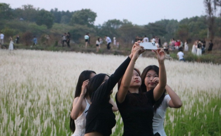 Màu trắng muốt của cỏ tranh bao trùm một khoảng đất, trở thành khung nền chụp ảnh cho nhiều bạn trẻ.