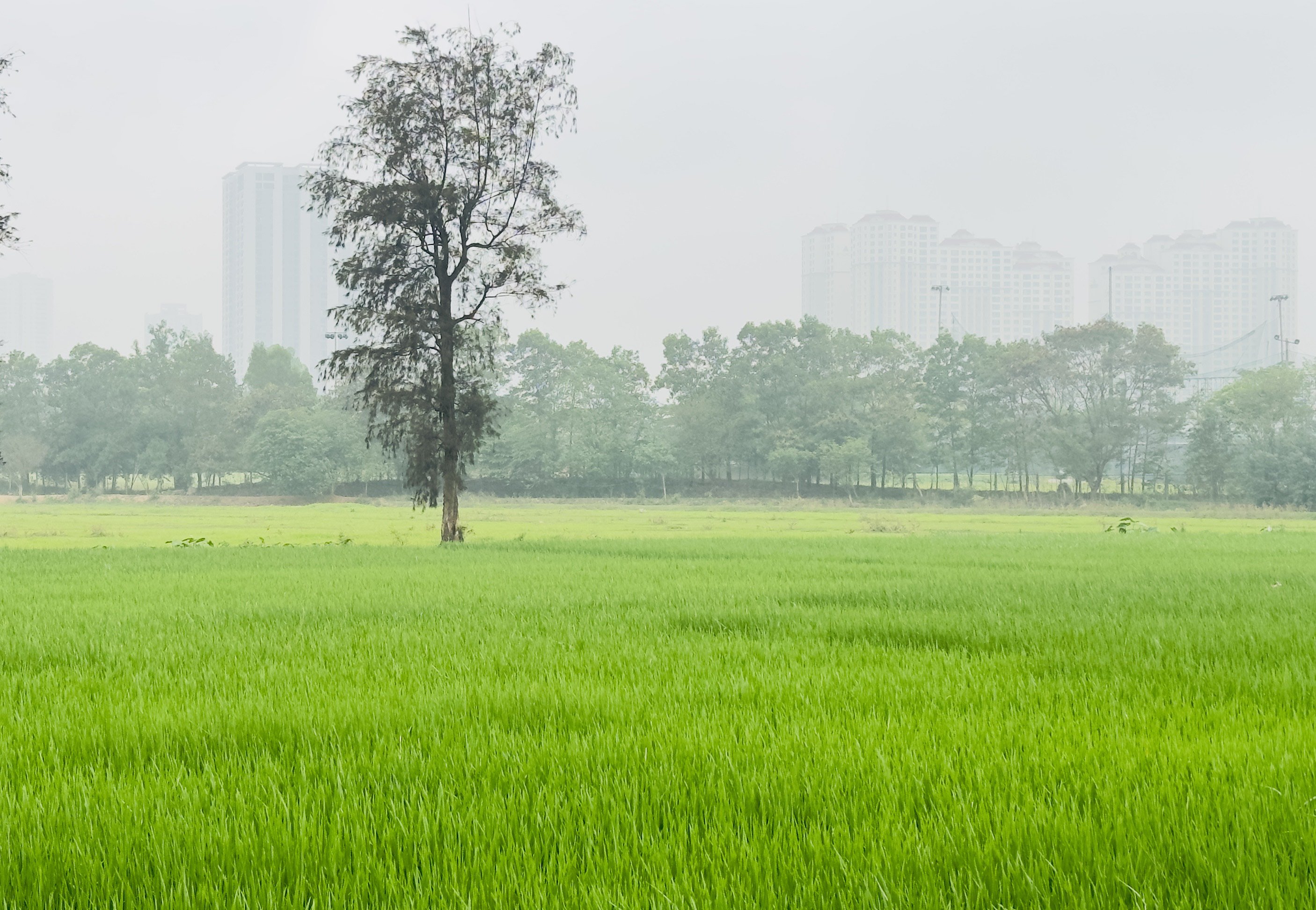 Để chuyển đổi đất nông nghiệp, đất trồng lúa thành đất ở bắt buộc phải phù hợp với quy hoạch đã được cấp có thẩm quyền phê duyệt. (Ảnh: X.L)