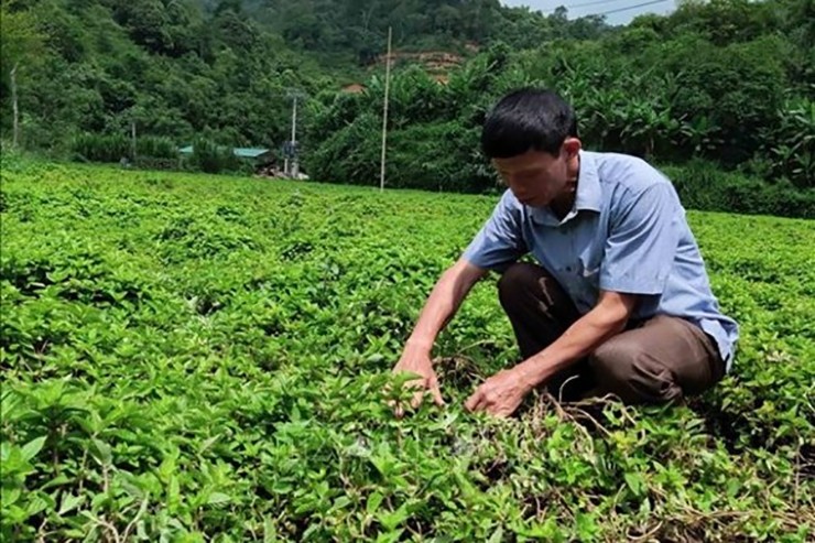 Trung bình 10kg thân lá thạch tươi thì được 1kg khô.
