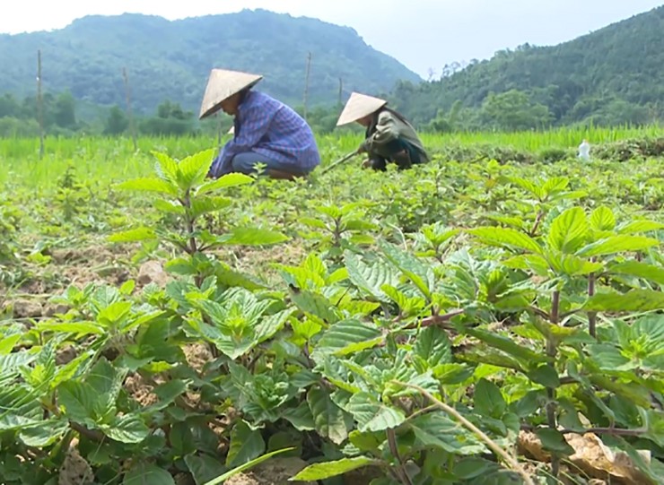 Những năm trước đây, thương lái thường đến tận vườn của nông dân thu mua rồi đem sơ chế xuất khẩu sang Trung Quốc, Thái Lan, Ấn Độ.
