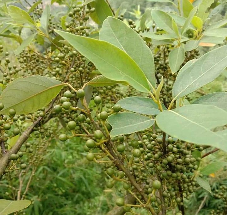 Quả sả rừng giống như hạt tiêu, cây thân gỗ, cành mảnh dẻ, thường mọc trên các bìa rừng ở vùng núi Ba Tơ, Quảng Ngãi.