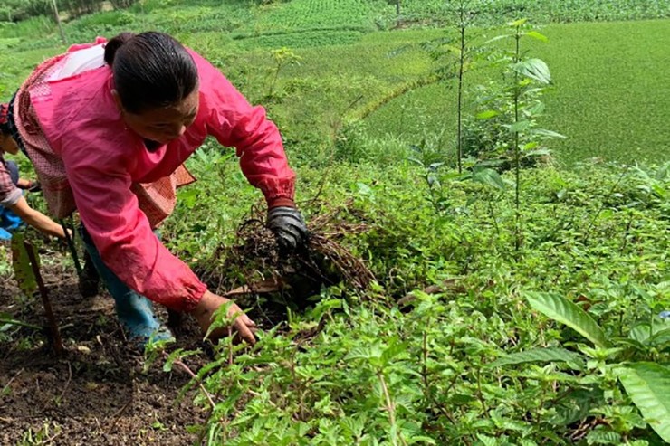 Chúng thích hợp với điều kiện ẩm, đất tơi xốp, nhiều mùn, thoát nước tốt.&nbsp;
