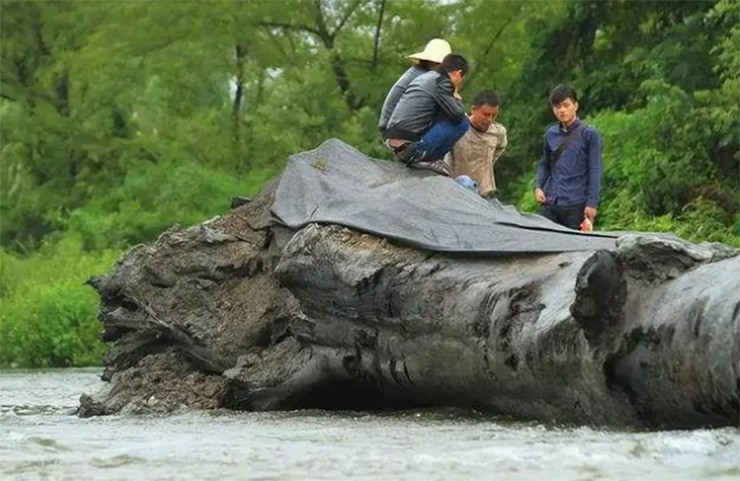 Chúng vốn là cây gỗ trong rừng. Tuy nhiên từ xa xưa, các thảm họa tự nhiên như động đất, lũ quét... khiến cây bị chôn vùi dưới lòng đất, hoặc bị trôi sông.
