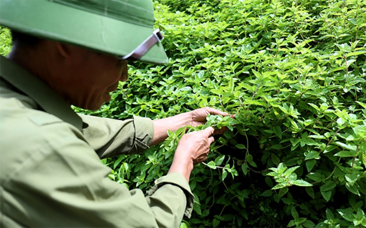 Thạch đen được làm từ cây thạch đen (còn gọi là cây sương sáo) được trồng nhiều ở Cao Bằng, đặc biệt là huyện Thạch An.
