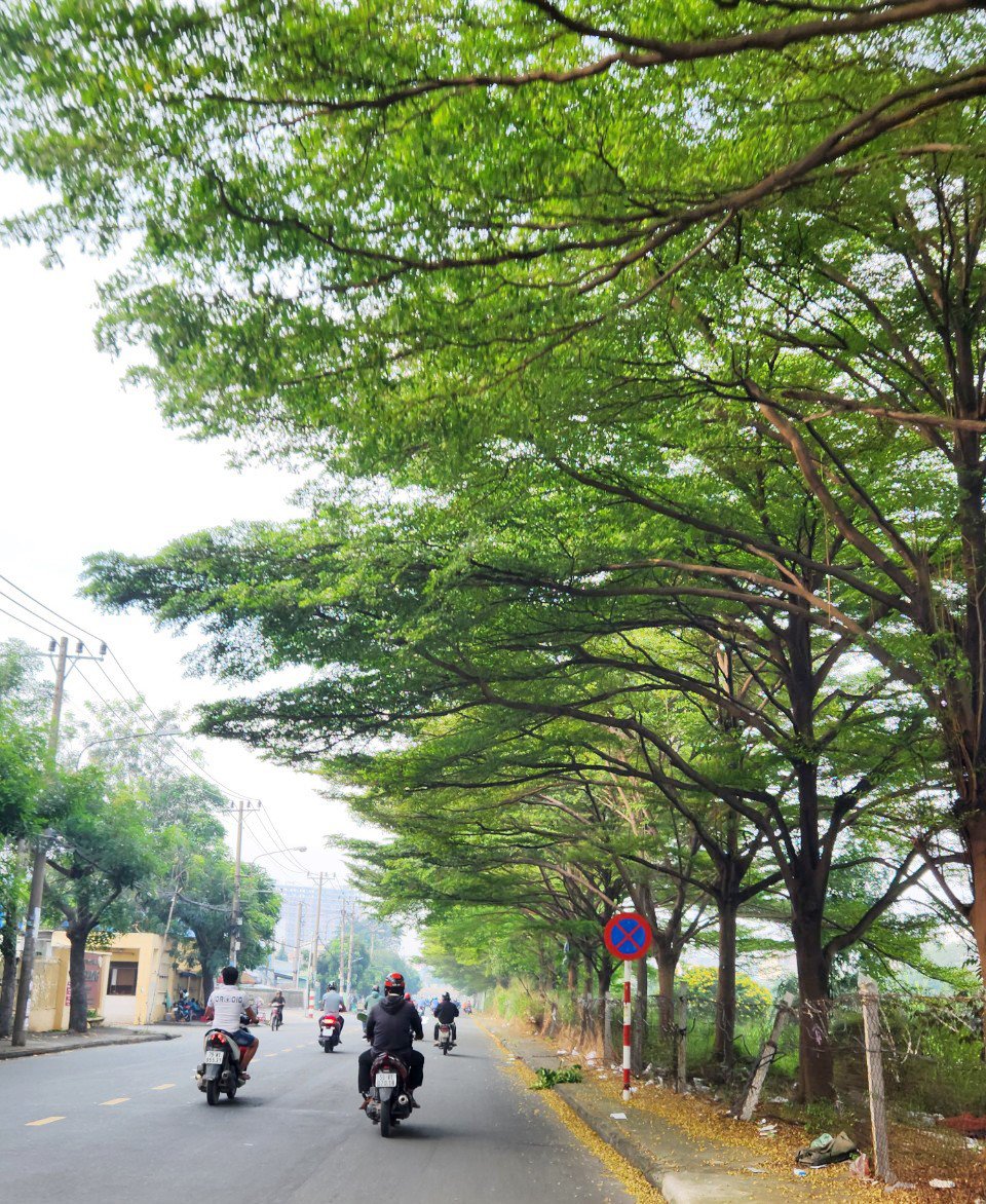 Trước thời tiết nắng nóng oi bức, nhiệt độ ngoài đường có lúc lên tới 40 độ C khiến nhiều người đi đường mệt mỏi thì những tuyến đường có nhiều cây xanh giúp người dân thoải mái, dễ chịu hơn.