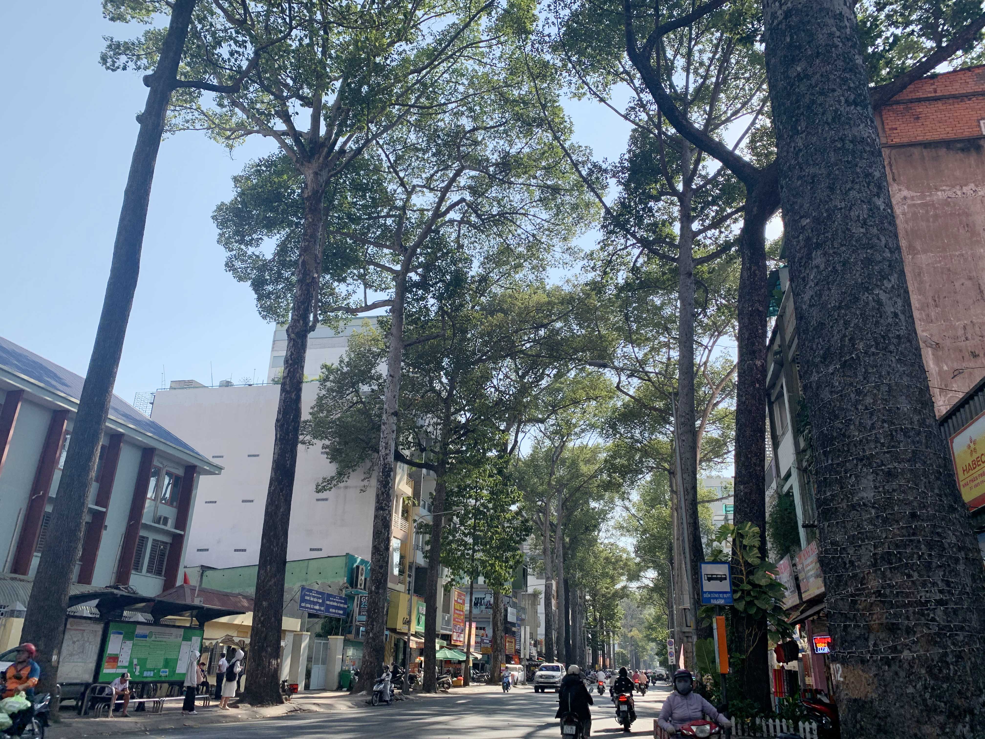 Dưới cái nắng như đổ lửa, nhiệt độ ngoài trời lên đến 40 độ C, những hàng cây xanh cổ thụ trên đường Nguyễn Chí Thanh (quận 5)&nbsp;đan xen như mái vòm, góp phần xua tan cái nóng hầm hập.