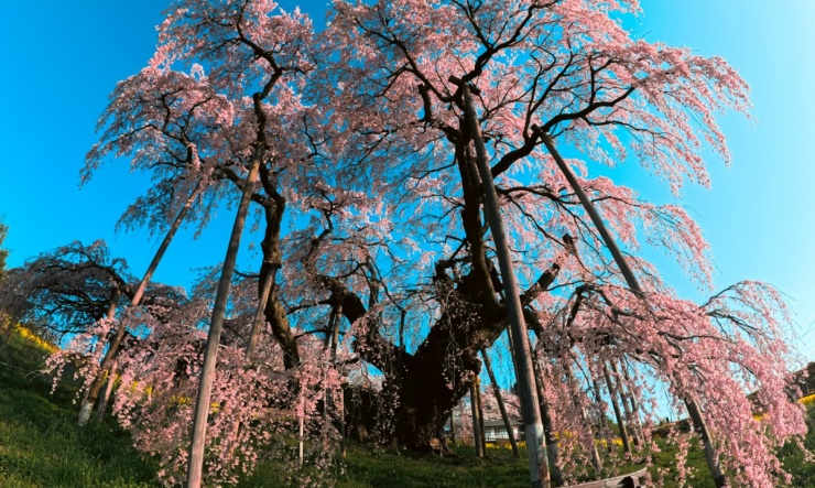 'Thiên đường hoa anh đào' ở Fukushima - 4