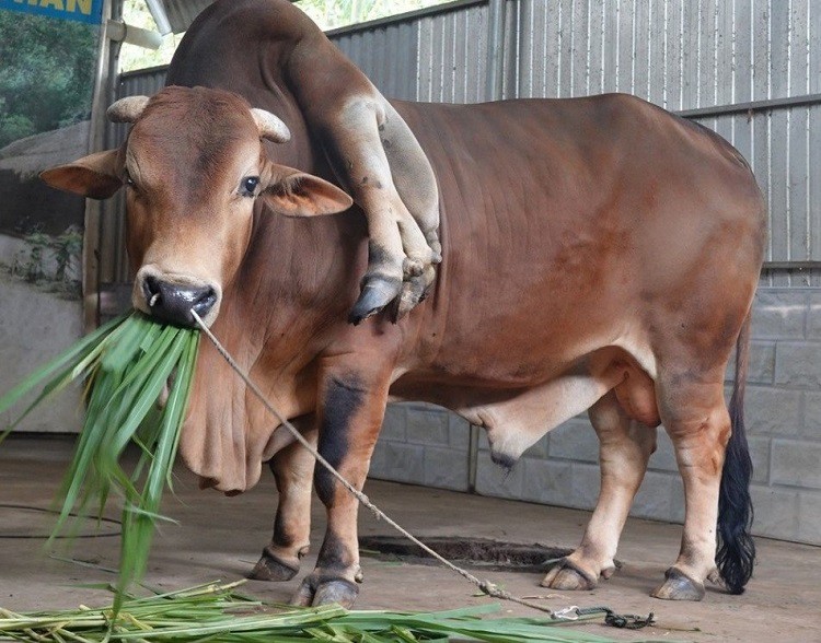 Hiện tại con bò này nặng khoảng 5 tạ, dài khoảng 2,5 mét, cao khoảng 1,5 mét.