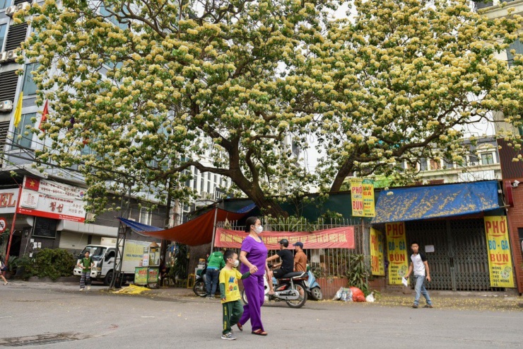 Hoa bún có hai màu đặc trưng là màu vàng và trắng với mùi thơm dễ chịu. Cây hoa bún quen thuộc với người dân ở các tỉnh miền Trung như: Quảng Nam, Ninh Thuận, Thừa Thiên - Huế... nhưng cây bún vẫn còn khá xa lạ với người dân Thủ đô.