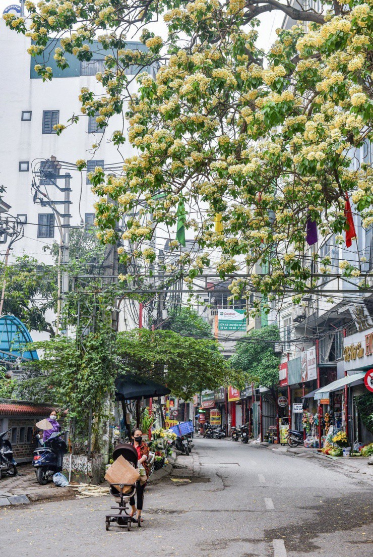 Hiện chỉ có một cây hoa bún tại Đình Thôn, Hà Nội là to và lâu đời nhất, còn vài cây nhỏ hơn xuất hiện ở quận Hà Đông, Đống Đa...