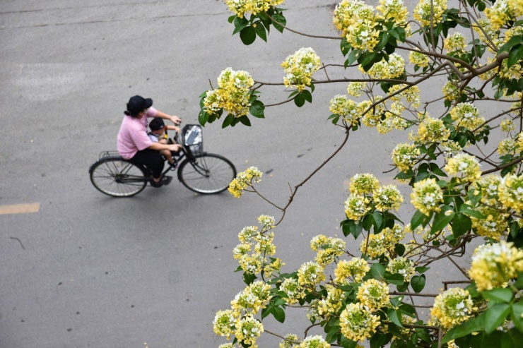 Người dân cho biết, ở đây từng có 2 cây bún, một cây do nằm trong quy hoạch xây dựng của một công ty nên họ đã phá đi. Cây bún hiện tại, do nằm trên vỉa hè nên vẫn được giữ lại.