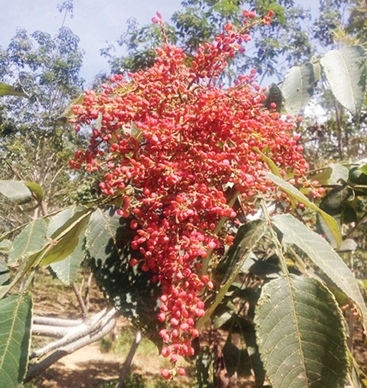 Chúng có hoa mọc thành từng chùm màu vàng, kết thành những trái nhỏ như hạt đậu màu xanh, khi chín chuyển dần sang màu đỏ và nâu sậm
