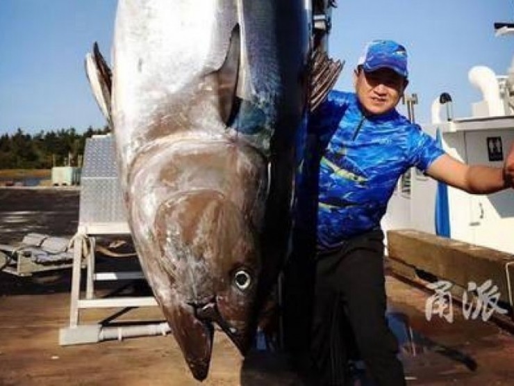 Nhóm ngư dân câu được con cá khổng lồ nặng 450kg, giá hơn 25 tỷ đồng