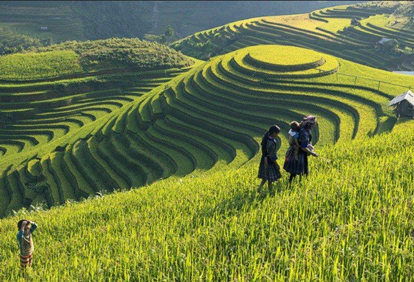 Ruộng bậc thang ở Sapa. Ảnh: Dulichsapa.org.vn.