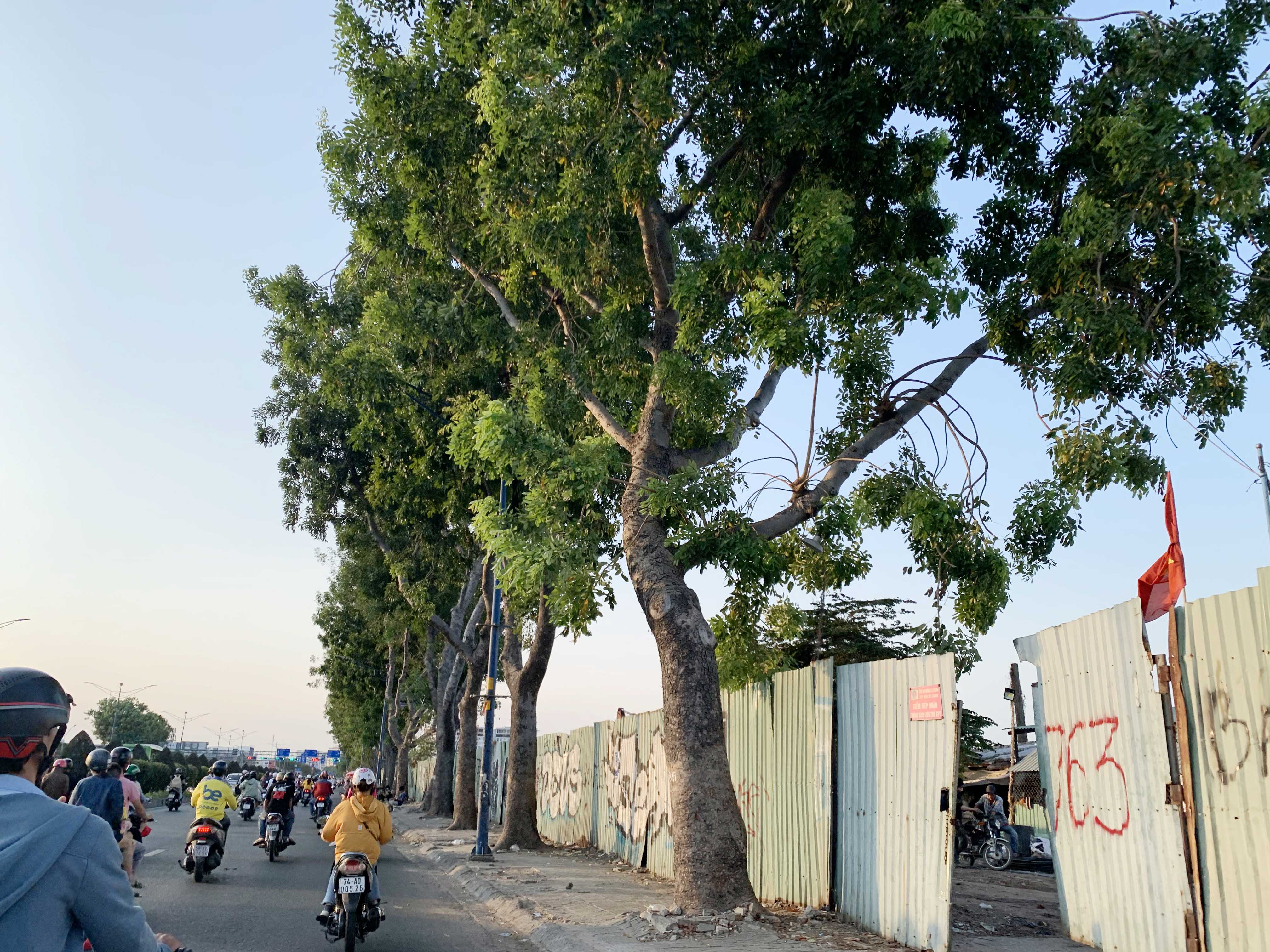 Nhiều cây xanh trên đường Trường Chinh, khu vực ga Phạm Văn Bạch sẽ được đốn hạ, di dời để thi công Metro 2.