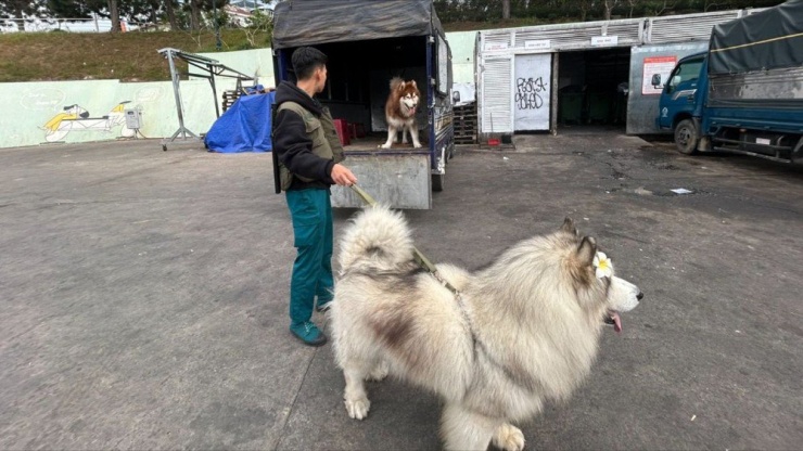 Lực lượng chức năng đã lập biên bản, đưa bốn con chó Alaska về phường