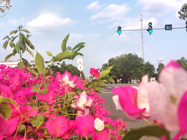 Dải phân cách giữa đường NA3 được trồng hoa giấy. Mặc cho tiết trời tháng 4 nắng gắt, hoa giấy đồng loạt trổ bông, tạo nên một cung đường tuyệt đẹp.
