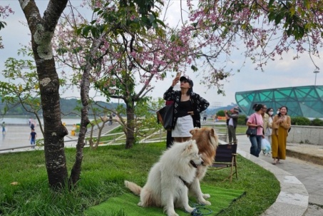 Đà Lạt: 2 thanh niên đưa chó ra chiếm gốc mai, khách muốn chụp ảnh phải trả tiền