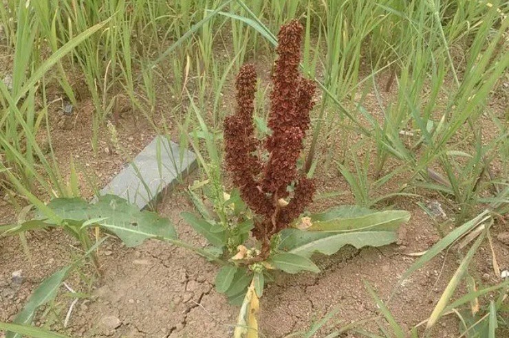 Phát tài nhờ rau nuôi lợn, từ rễ đến lá đều là “vàng” - 1