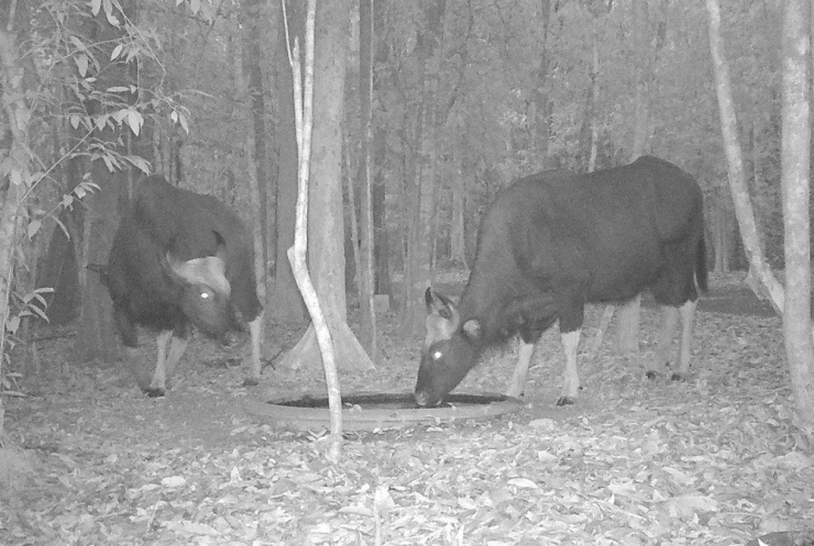 Hai con bò tót đến uống nước tại một điểm tiếp trong rừng được khu bảo tồn thiên nhiên văn hóa Đồng Nai.