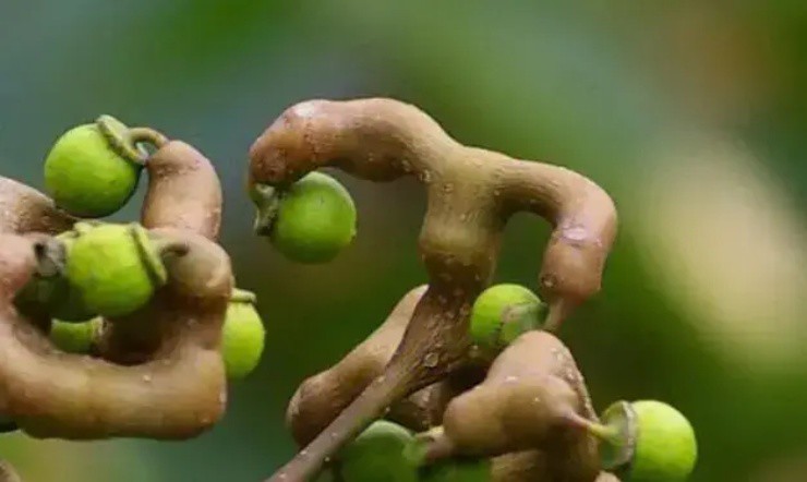 ”Chân gà” mọc trên cây, người Việt cứ lên núi hái là “ra tiền” - 2