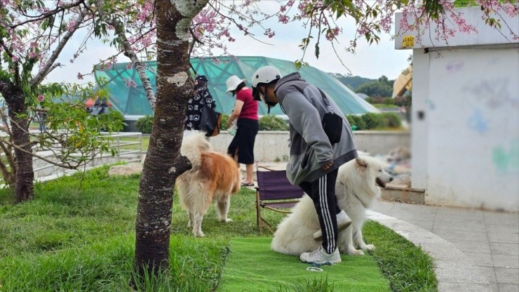 Ba thanh niên mang 4 con chó Alaska ra chiếm giữ gốc mai anh đào ở Đà Lạt rồi thu tiền du khách muốn chụp ảnh. Ảnh: VT
