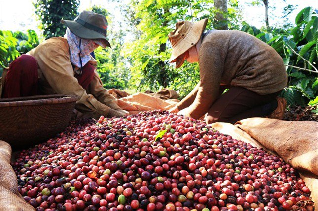 Giá cà phê tăng kỷ lục khiến DN xuất khẩu lo hơn mừng
