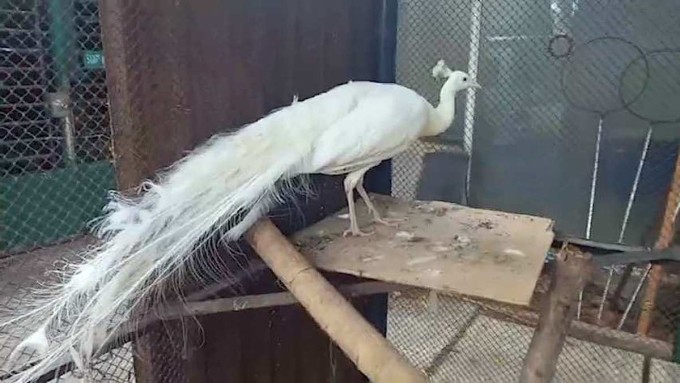 Chim khổng tước màu trắng được đưa về trạm cứ hộ động vật chăm sóc. Ảnh: Văn Tùng