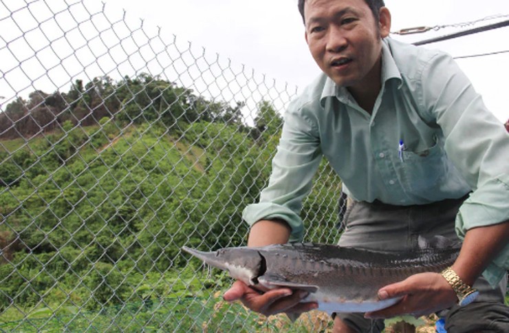 Loại cá này có chiều dài phát triển cực đại lên tới 5-6m và nặng trung bình 400kg.
