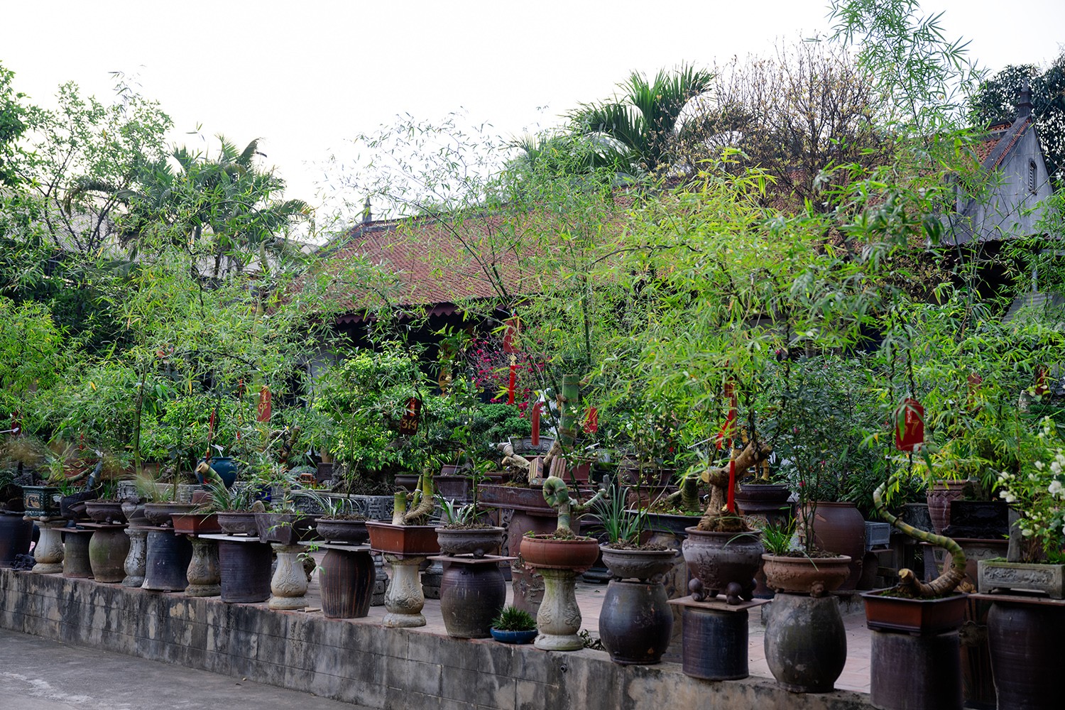 Hợp tác xã Vườn Chum của anh Luân sở hữu hàng trăm cây cảnh, cây bonsai các loại, tuy nhiên nổi bật hơn cả trong đó là những chậu tre bonsai.