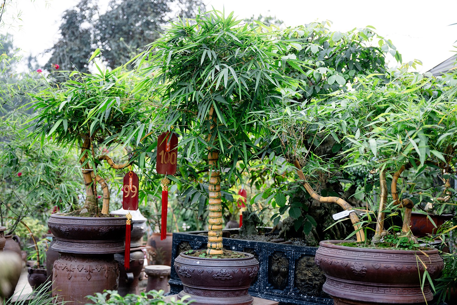 Nghệ nhân trẻ cho biết thêm, để tạo ra một tác phẩm tre bonsai, anh phải bỏ ra công sức hàng năm trời.