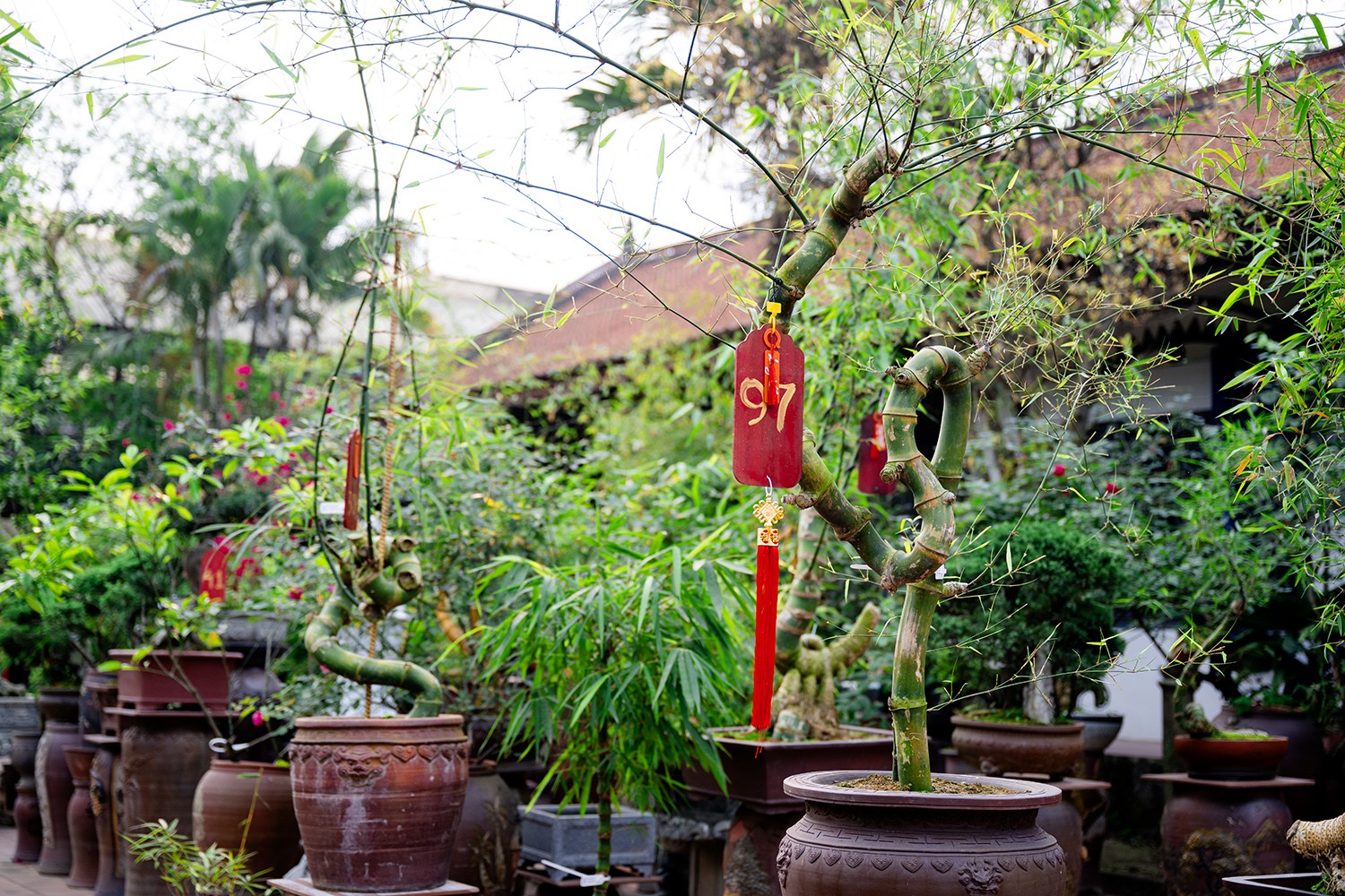 Từ khâu chọn mua phôi tre, về dâm cho phôi sống, đưa vào chậu, tạo thế. Tùy thuộc vào hình thế phôi ban đầu, anh Luân sẽ dựa vào đó để tạo cho tre một thế phù hợp nhất.