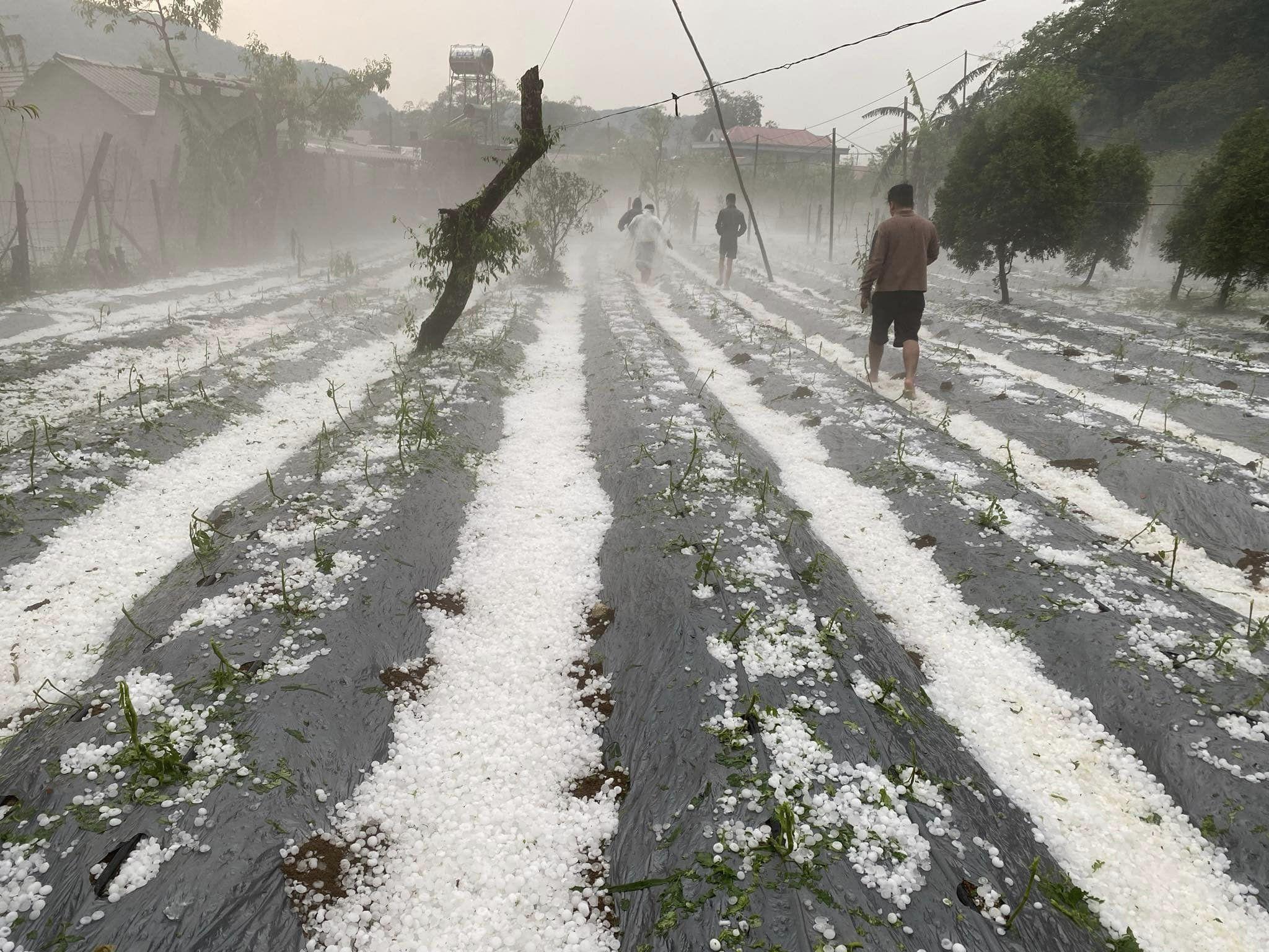 Nhiều người dân đánh giá, đây là trận mưa đá lớn nhất và chưa từng xuất hiện tại huyện Vân Hồ. Ảnh: Tin tức Sơn La