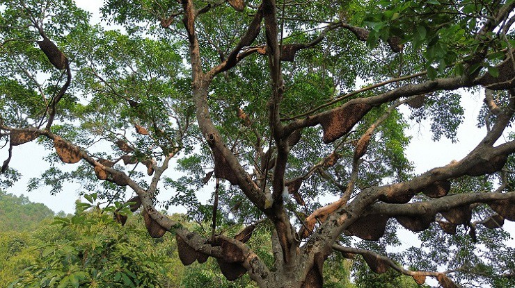 Những năm gần đây, mọi người truyền tai nhau về cây đa may mắn với hàng trăm tổ ong khoái “khổng lồ”. (Ảnh: Bước chân vùng cao).
