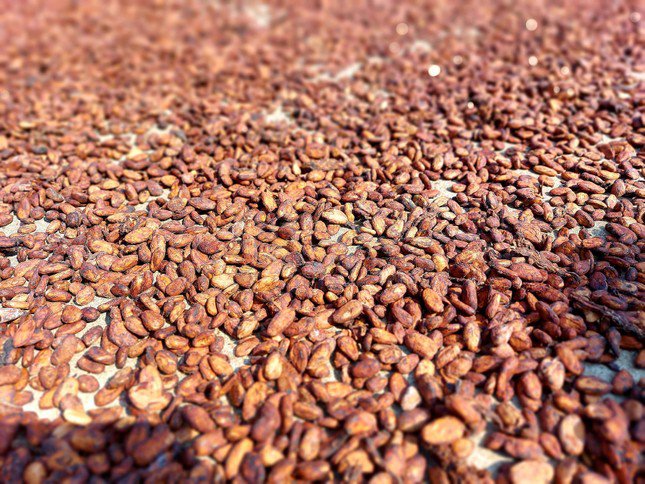 Sau quá trình lên men, hạt ca cao chuyển sang màu nâu. Lúc này, hạt được đem đi phơi nắng. Hạt ca cao là nguyên liệu làm một số sản phẩm như socola, bột ca cao, bơ ca cao..