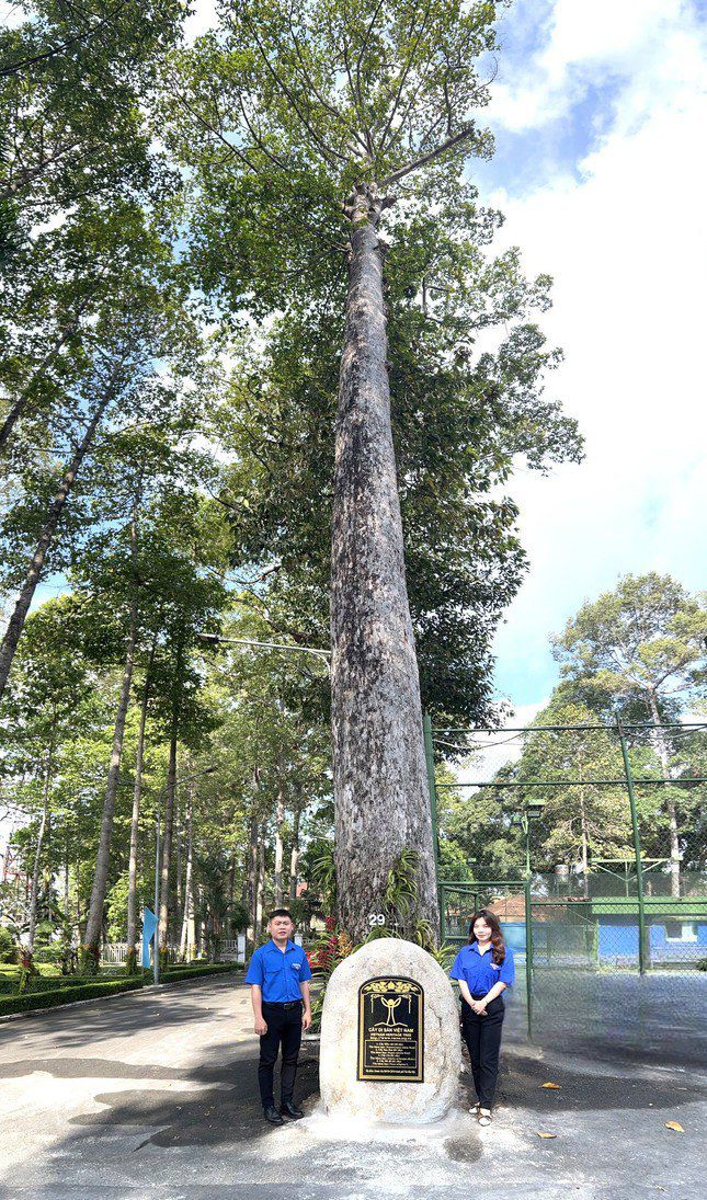 Khuôn viên trụ sở thành phố Thủ Dầu Một như một khu rừng thu nhỏ với nhiều cây cổ thụ