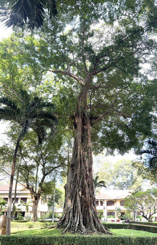 Theo đó, quần thể cây Dầu Rái, cây Đa, Cây Sao Đen, cây Gõ và Cây Bồ đề tại Khuôn viên trụ sở thành phố Thủ Dầu Một với những cây lớn nhất có độ tuổi hơn 150 năm.