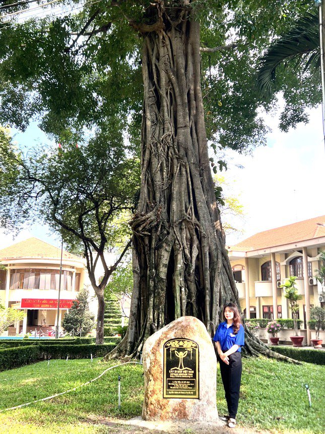 Cây cổ thụ hơn 150 năm tuổi được công nhận di sản Việt Nam