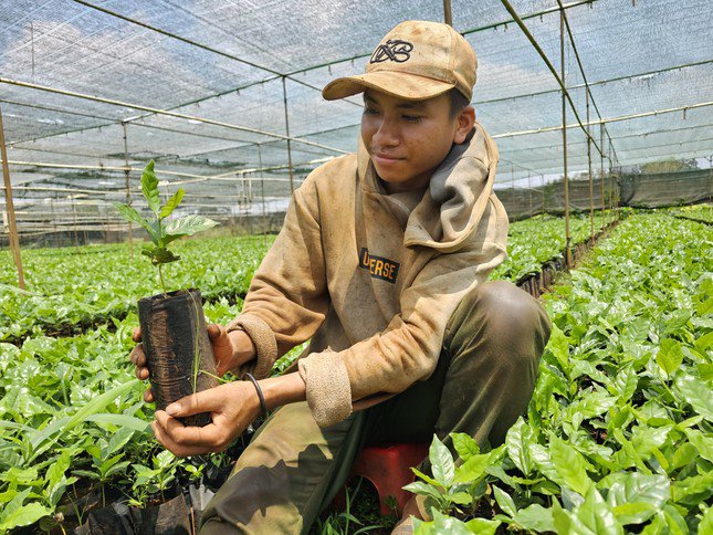 Giá cà phê nhân tăng cao kéo theo giá cây giống cũng tăng.