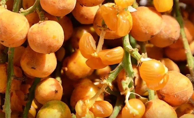 Giữa tháng 9, quả dâu búng trong rừng chín vàng, người dân huyện Nam Trà My lại vào bắc thang lên hái.